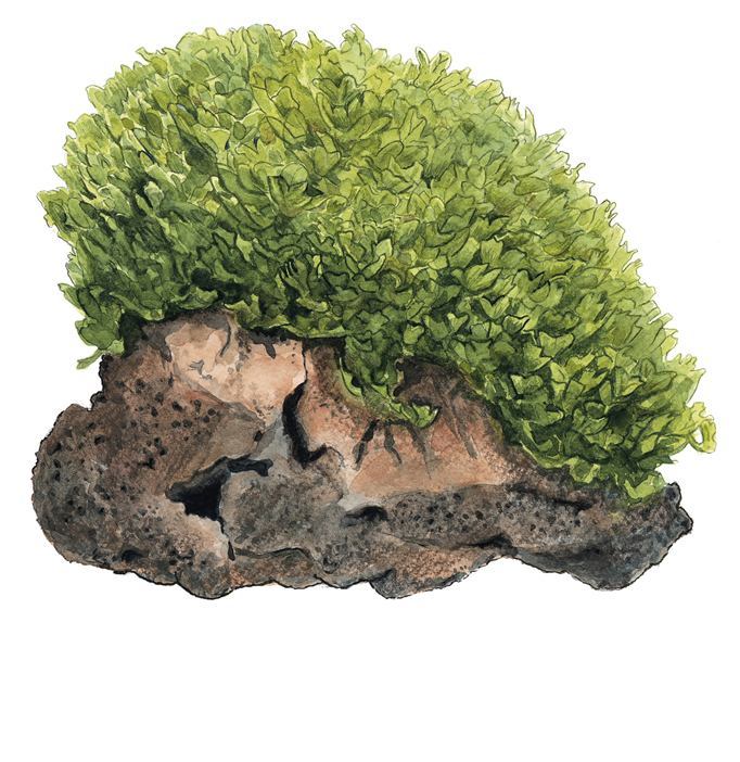 Thumbnail: Illustration of Monosolenium Tenerum