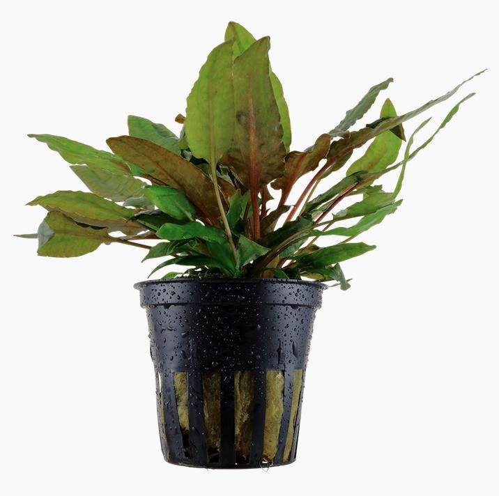 Cryptocoryne Wendtii 'Tropica' - Tropica Pot