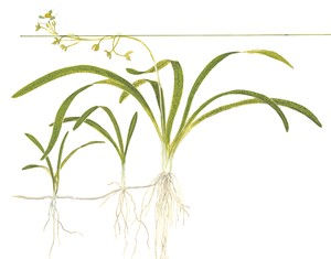 Thumbnail: Illustration of Sagittaria Subulata