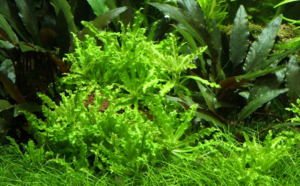 Thumbnail: Pogostemon Helferi - Tropica Pot