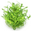 Thumbnail: Cryptocoryne Parva outside of a Tropica Tissue Culture Cup