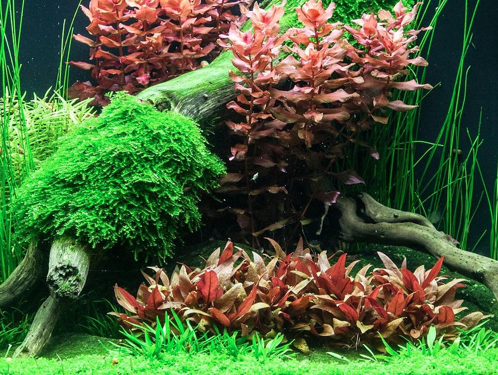 Thumbnail: Rotala Macrandra 'japan' - Tropica Tissue Culture Cup
