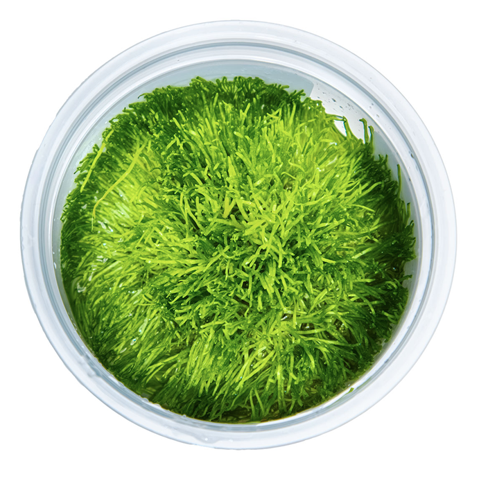 Thumbnail: Riccia Fluitans - Tropica Tissue Culture Cup top down