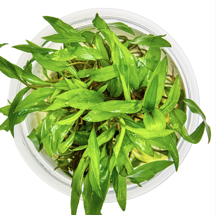 Thumbnail: Cryptocoryne Wendtii 'Green'  Tropica Tissue Culture Cup top down