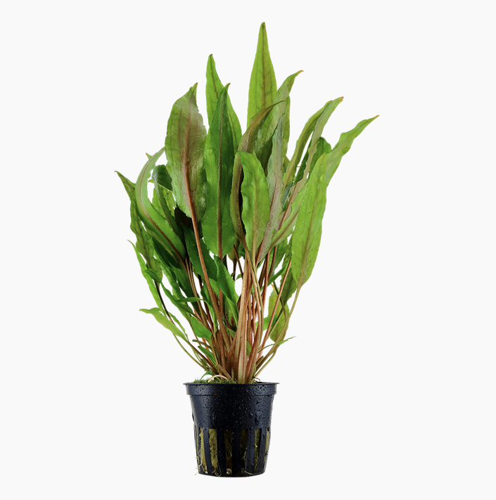 Cryptocoryne undulata 'Broad Leaf' in pot