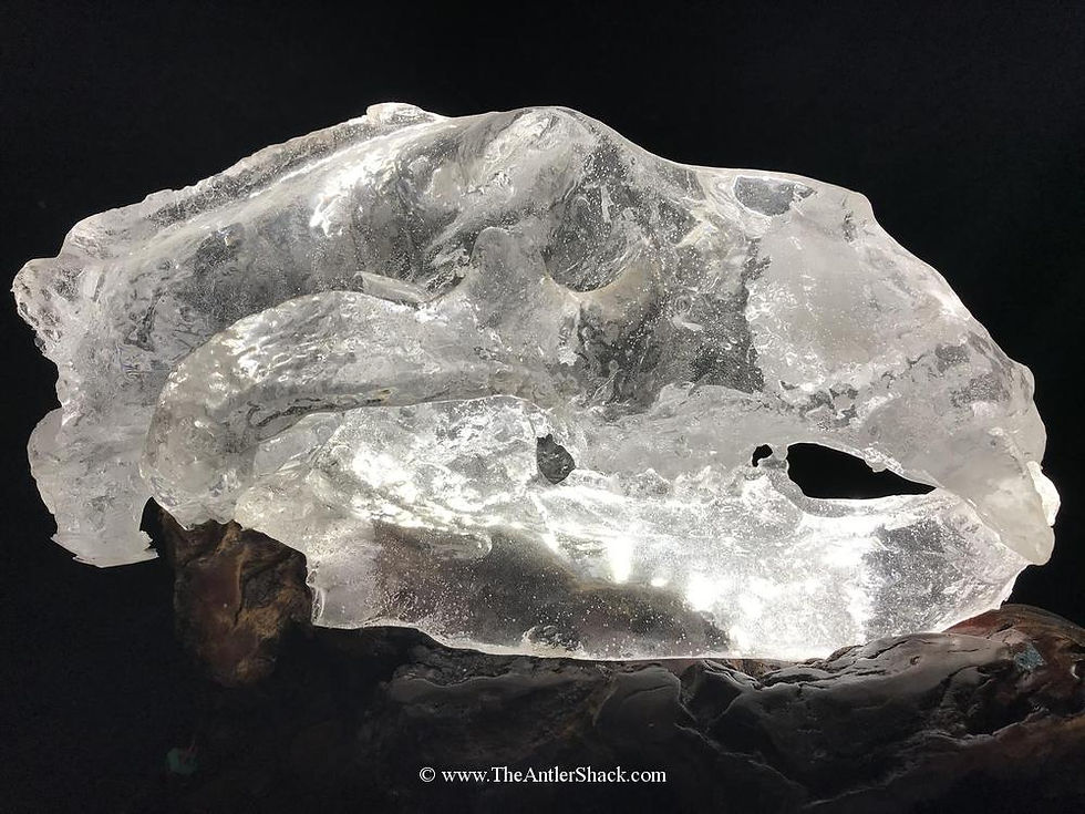 Arctic Freeze - Polar Bear Skull