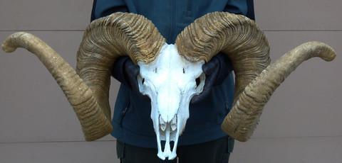 Giant Stone Sheep Re-creation