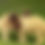 Thumbnail: Egyptian Barki Lamb Livestock 30 to 35 kg
