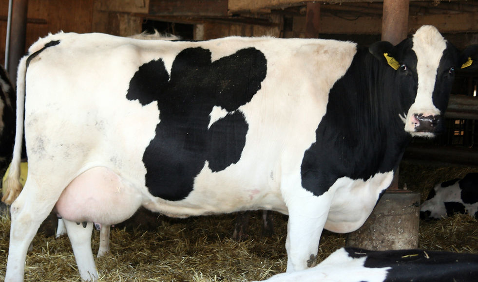 dry-holstein-calve2wks-2-1.jpg