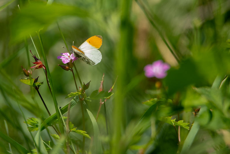 250531_005_liggande.jpg