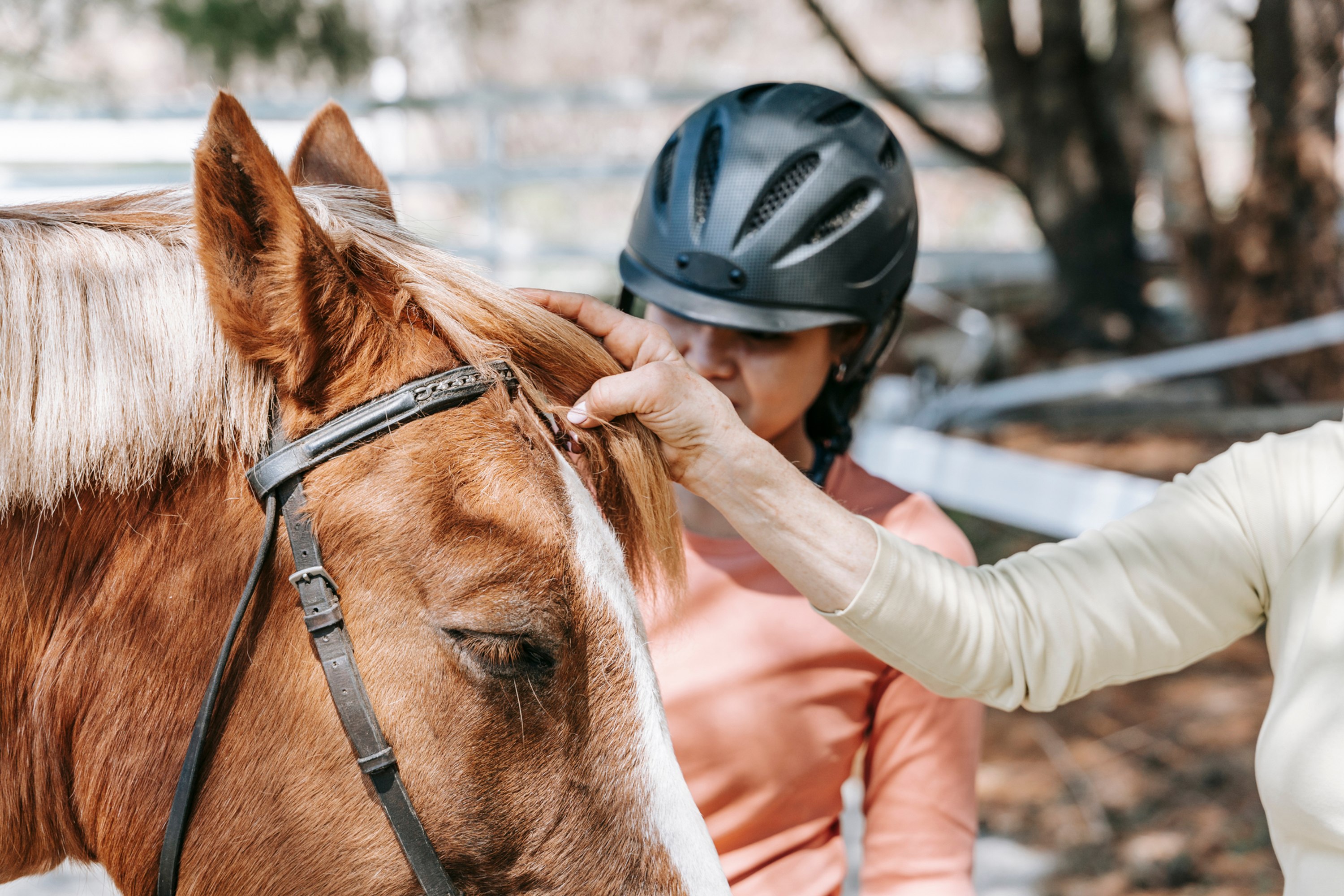 A hand touching a horses head.