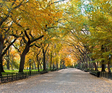 Pedestrian walkway, benches, and light posts with overhanging tree canopy in Central Park of New York City, NY in fall.