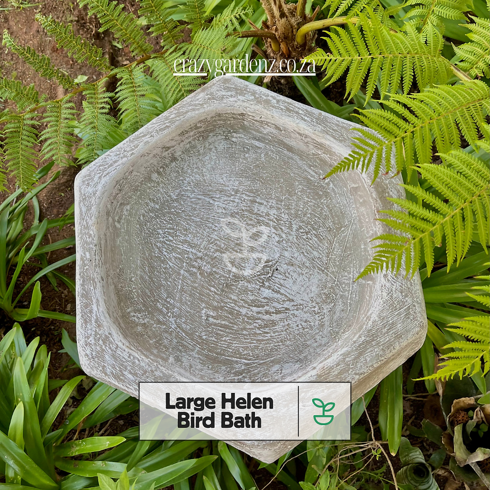 Thumbnail: Japanese Bird Bath