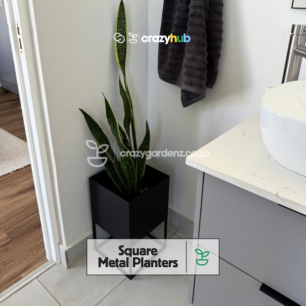 Thumbnail: Square Steel Planters