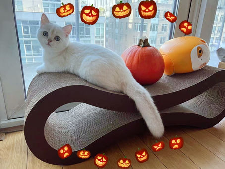 Happy national pumpkin day!