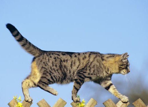 Lost Cat Found 1500 Miles Away, Six Years Later