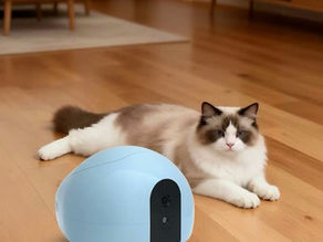 🐾 A Small Reward, From Anywhere