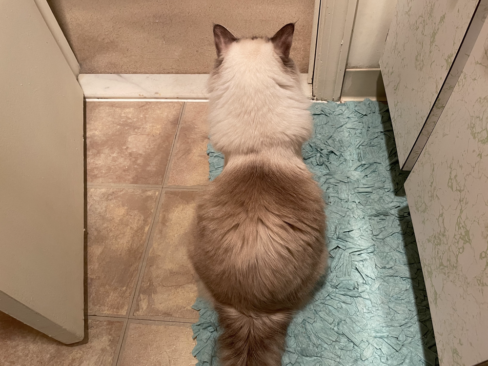 Why Do Cats Follow Us To the Bathroom?