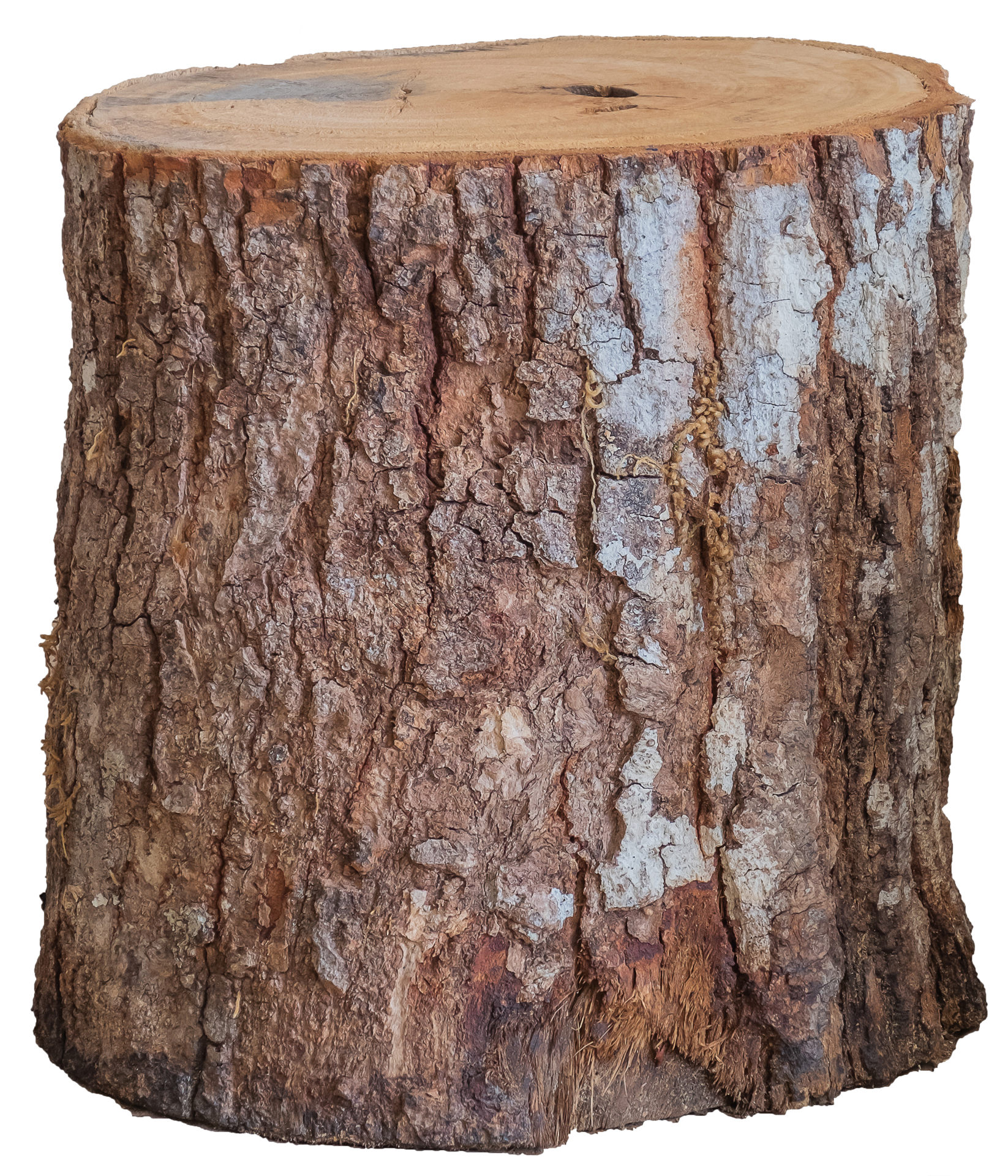 Timber IGWT.webp