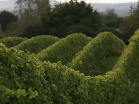 Pattingham Vineyard