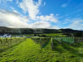 Gwinllan Conwy Vineyard