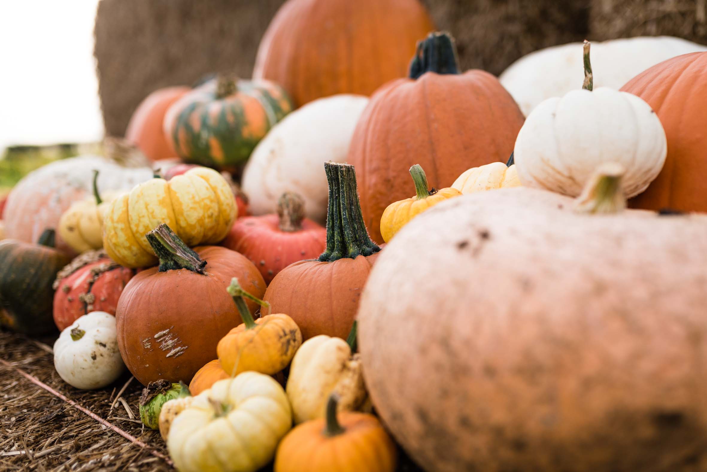Pumpkin picking at Overstone Grange Farm