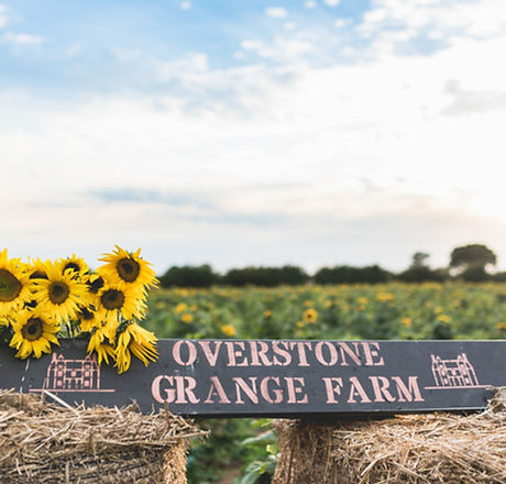 Sunflower field