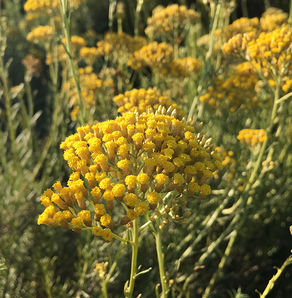 L'immortelle Helichryse