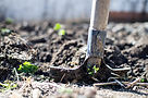 Gardening With Shovel_edited.jpg