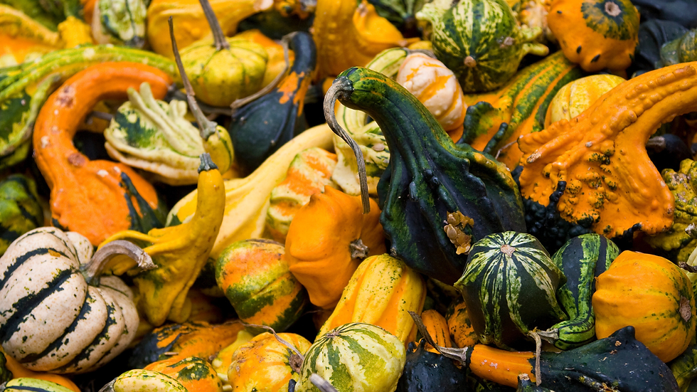 ひょうたんかぼちゃ ゴード