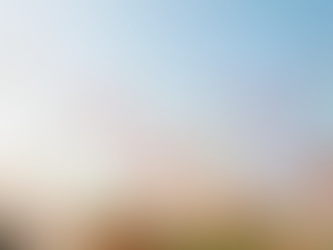 コスモスの花畑