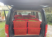Ready for the "Frantoio" (Olive Press)