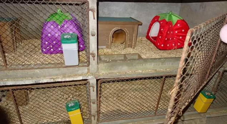 Lieux de vie | Lesptitscalichons