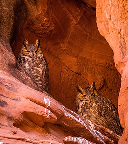 Owl Slot Canyon