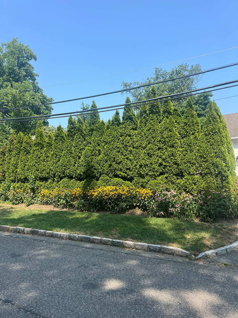 jacksonvillelandscapingservice August 2025 98