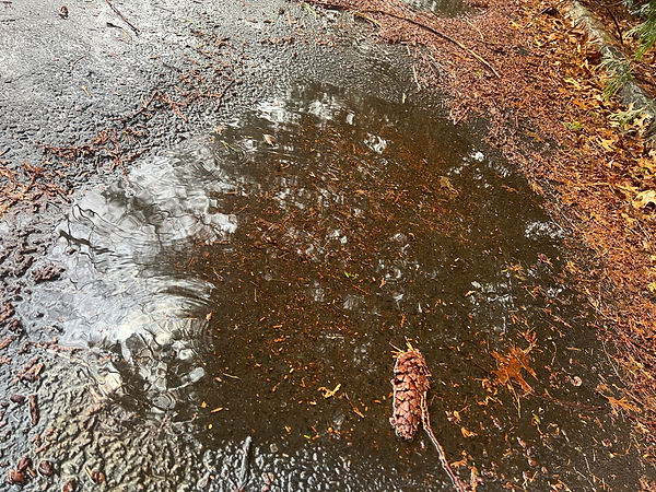 Driveway in need of repair