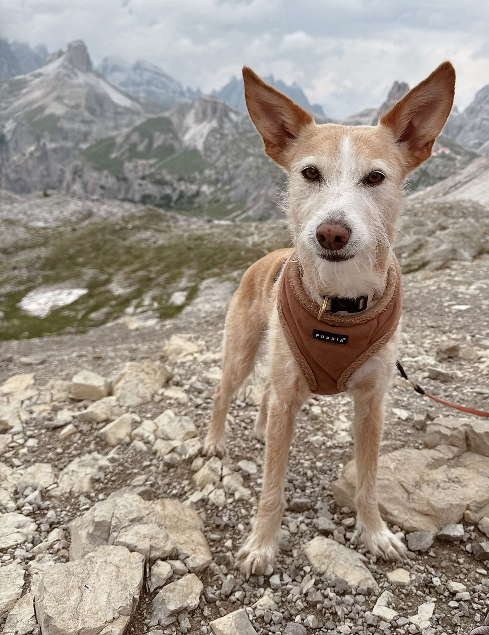 Wat loop jij het toch weer goed vriend!