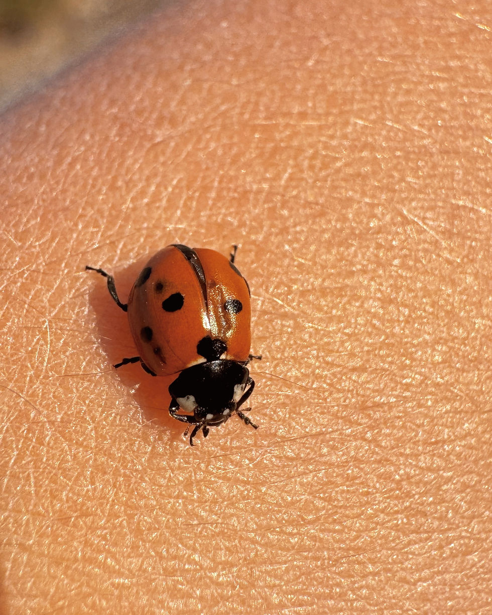 Na het eten gingen we weer wandelen.. Dit lieveheersbeestje kwam op Kiek te zitten en het leek of ze niet meer zo goed kon vliegen.. Ze werd direct omarmd en kreeg de naam Skyler, ze kreeg ook een eigen plekje. Ze verzamelde allerlei takjes en groen en stopte dat in een grote plastic beker die we ergens hadden gekregen. Dit was haar plekje.. Helaas is ze er nu al niet meer.. ze viel in de camper van Kiek af en we konden haar nergens meer vinden.. we hebben goed gezocht met zaklampen etc. Zo raar. Maar goed..