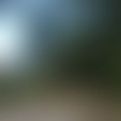 Baum auf Birkenstraße (T1)