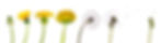 Dandelion_Loewenzahn_shutterstock_613174
