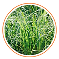 lawn care service