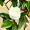 Thumbnail: Magnolia Tropical Flower Florida Photography Florida 94