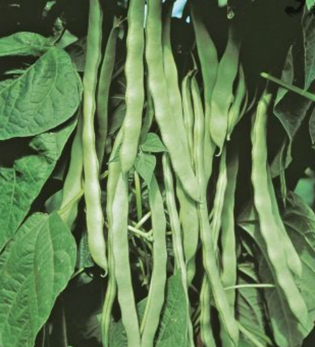 HELDA POLE BEANS