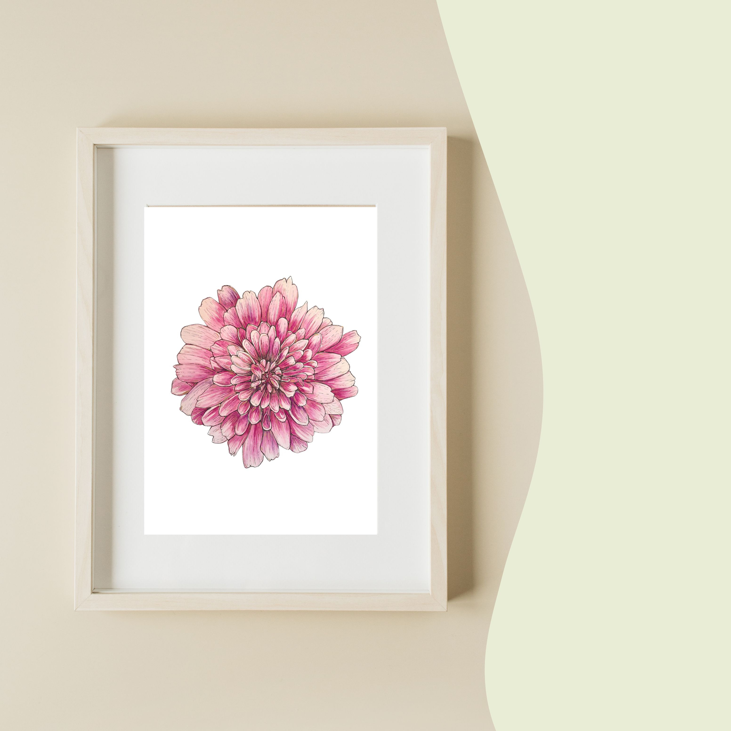 Chrysanthemum Big Bloom