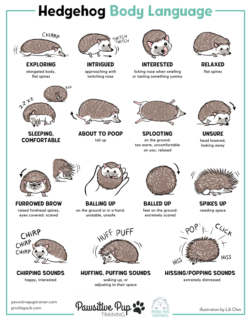Hedgehog Body Language