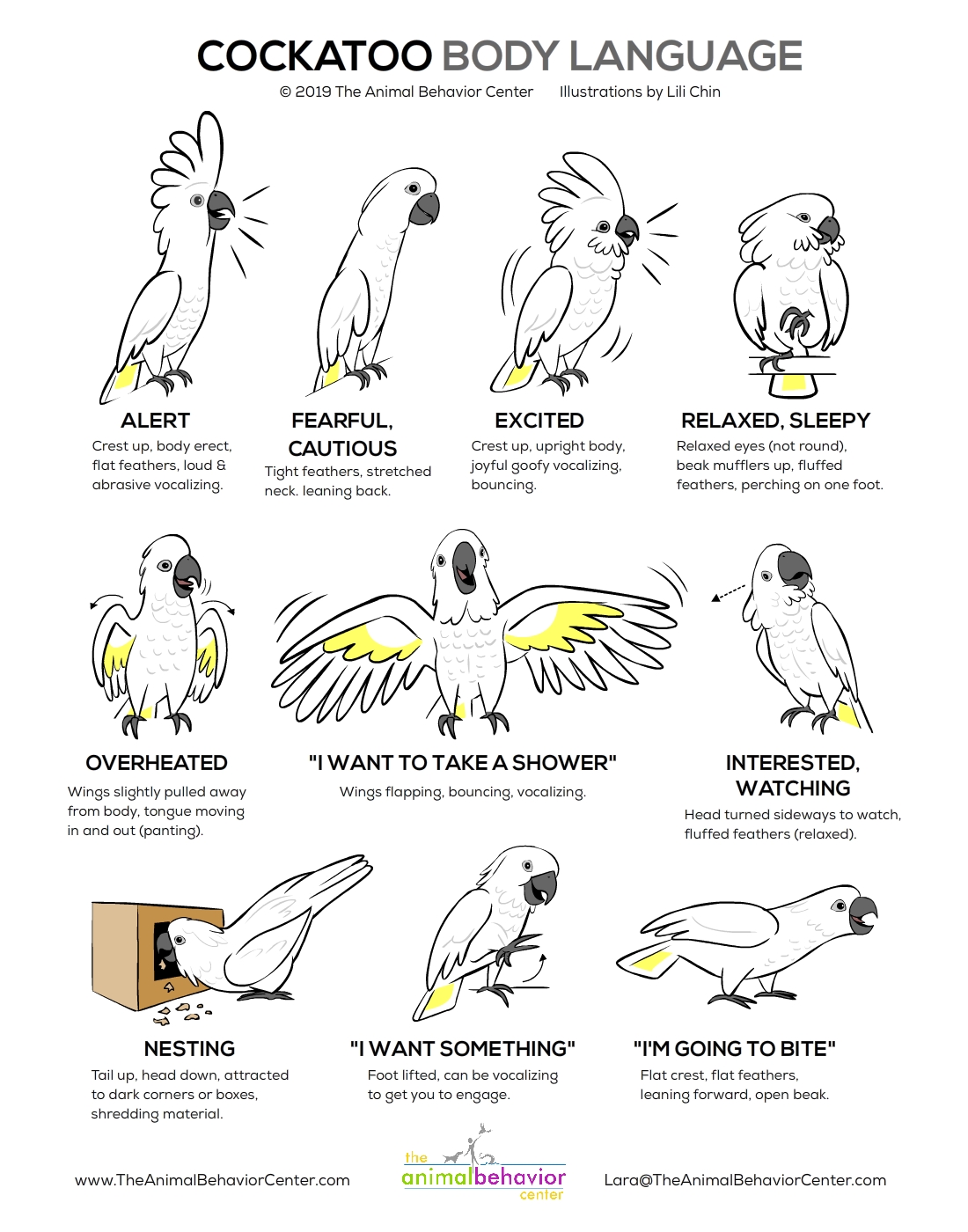 Cockatoo Body Language - web