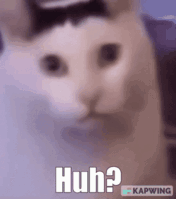huh-cat-385537322.gif