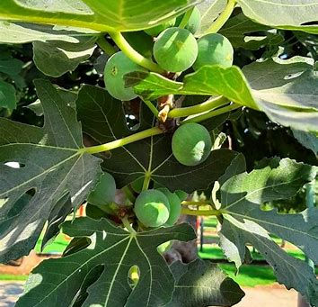 Killing The Fig Tree