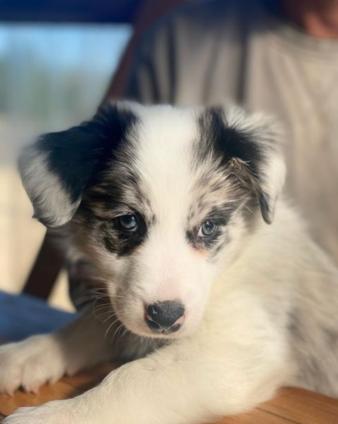 Yoko - Blue Merle border collie puppy.