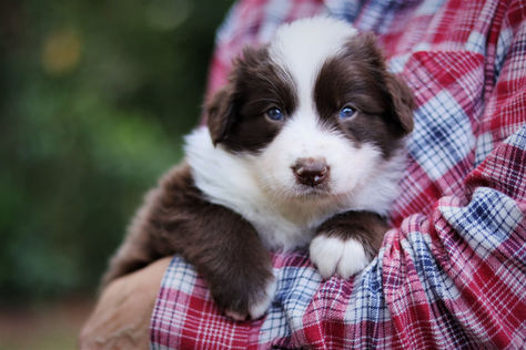 Molly - Chocolate and white border collie puppy